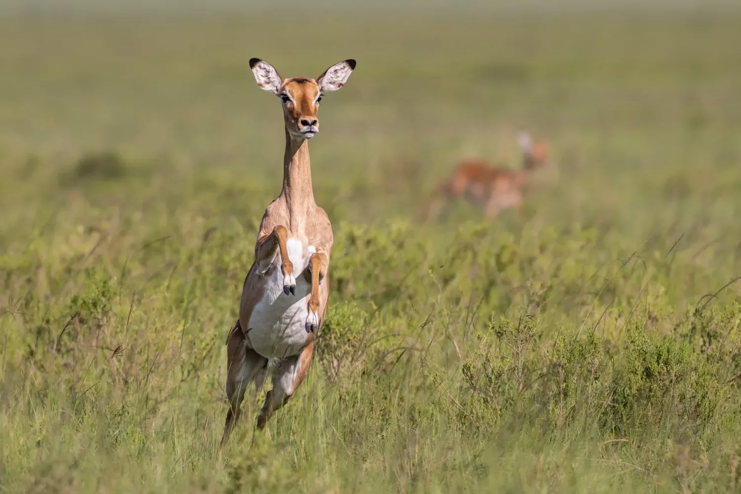 Antelope leaping through green grassland during the rains