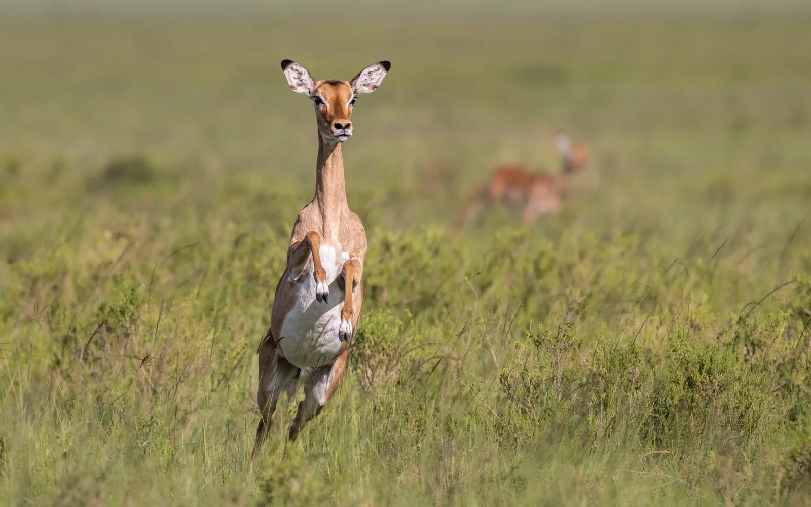Antelope leaping through lush green grassland during the rains