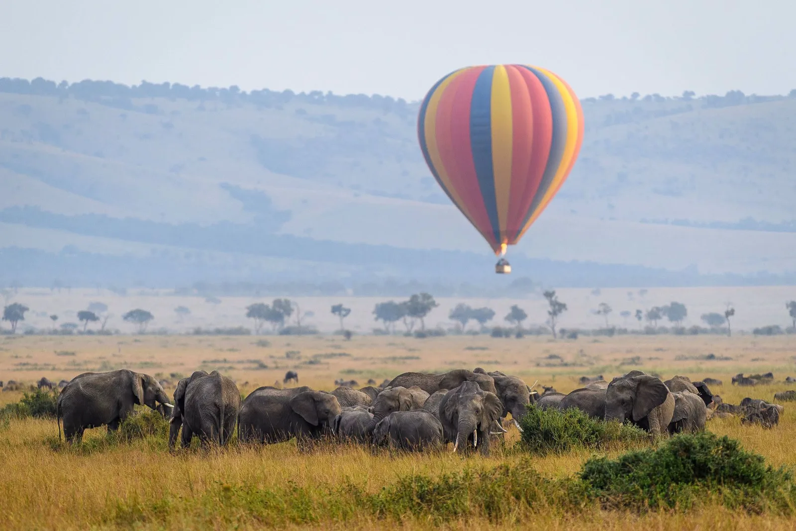 Hot air balloon drifting above a large elephant herd on the open plains of the Maasai Mara at dawn