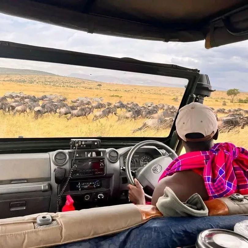 Uthando Safaris driver guide at the wheel, watching wildebeest herds move across the plains