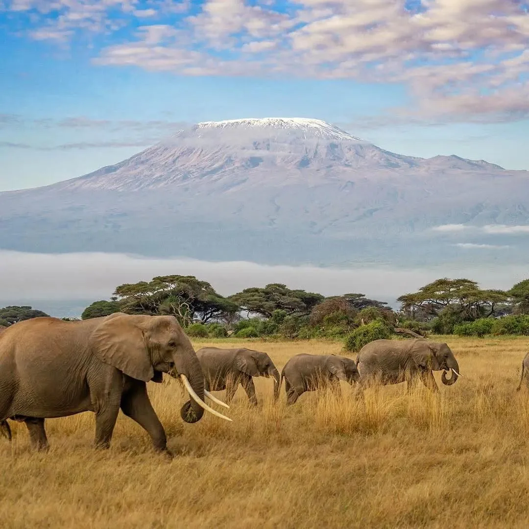 Elephant families walking with Kilimanjaro behind them in Amboseli