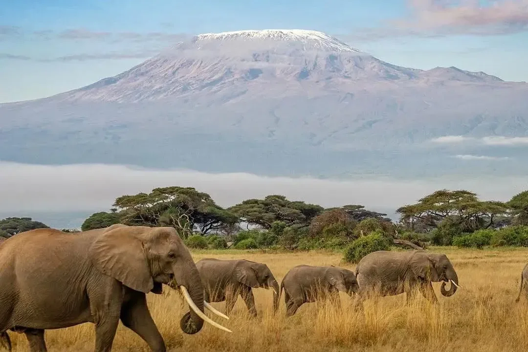 Elephant herd walking through golden grass with the snows of Kilimanjaro rising behind, Amboseli National Park