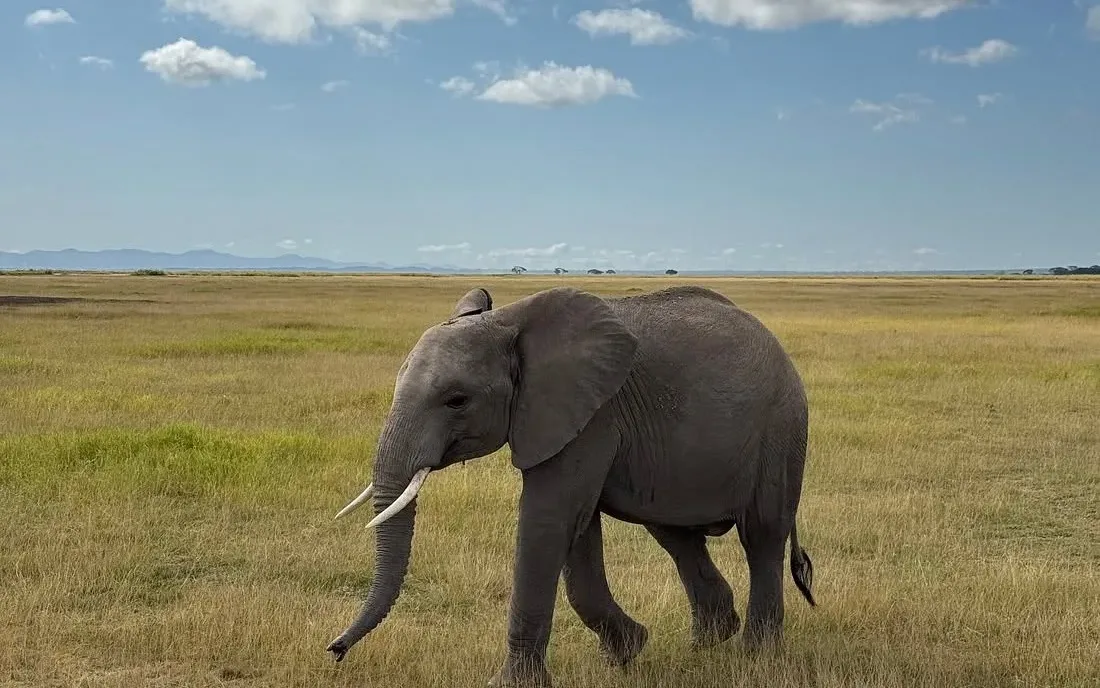 Elephant walking across the Amboseli pans