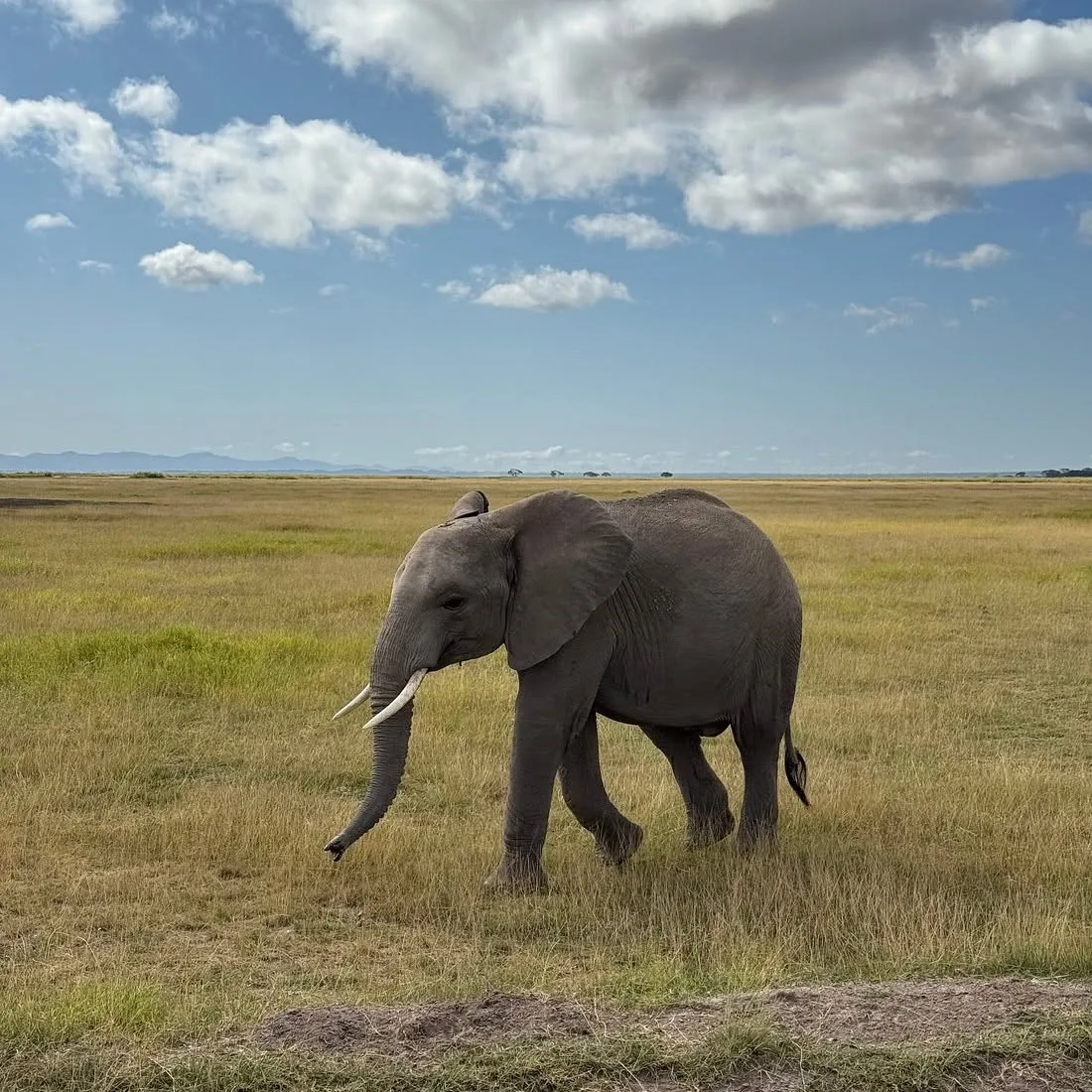 Elephant walking across the Amboseli pans