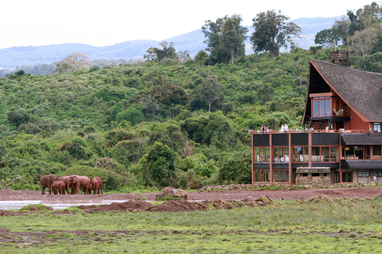 Elephants at a floodlit waterhole in front of a forest lodge