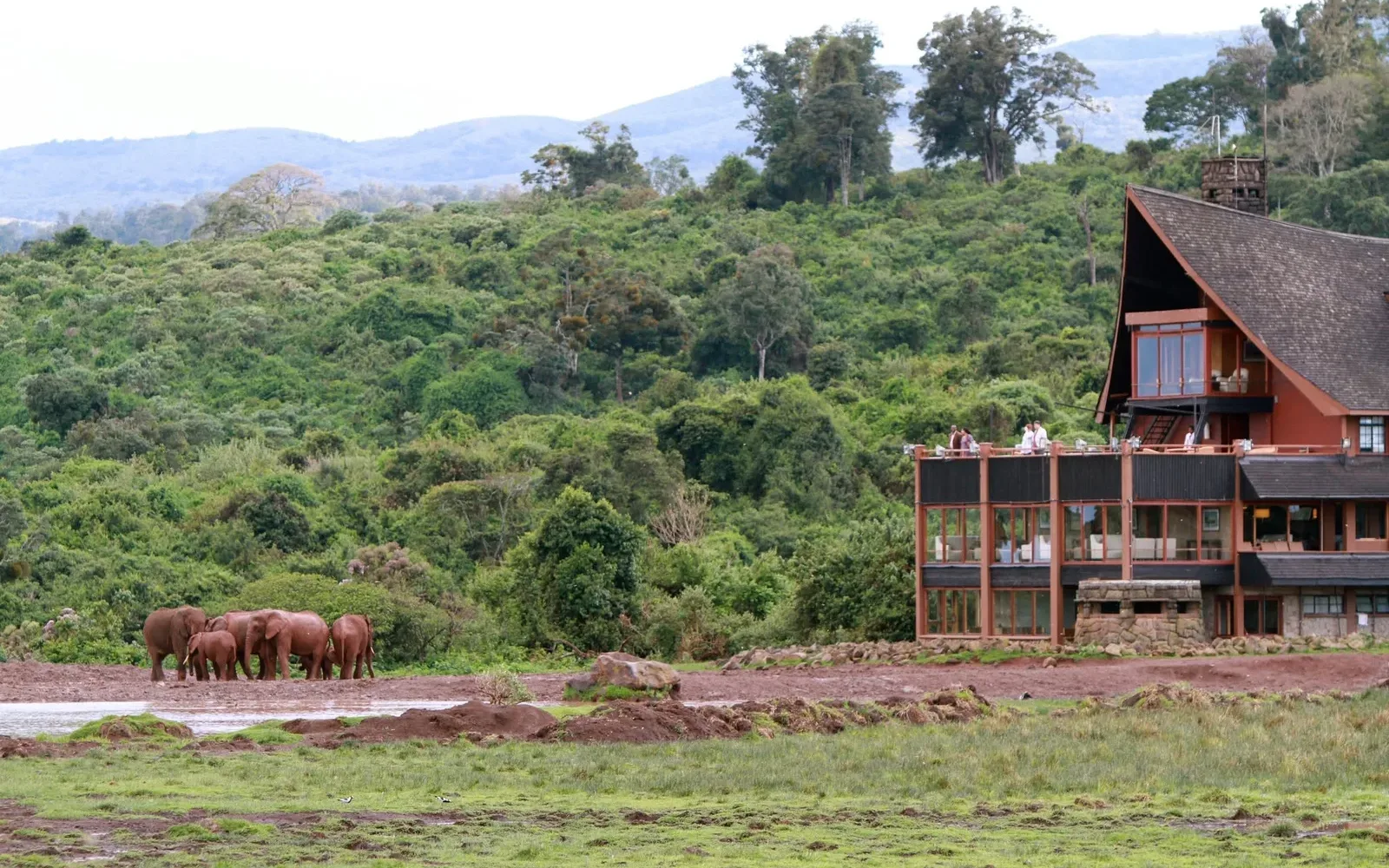 Elephants gathered at a floodlit waterhole in front of an Aberdare forest lodge