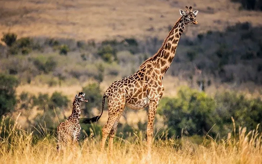 Giraffe and calf standing together in tall grass