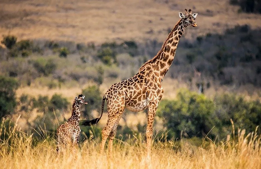 Giraffe and calf standing together in tall grass