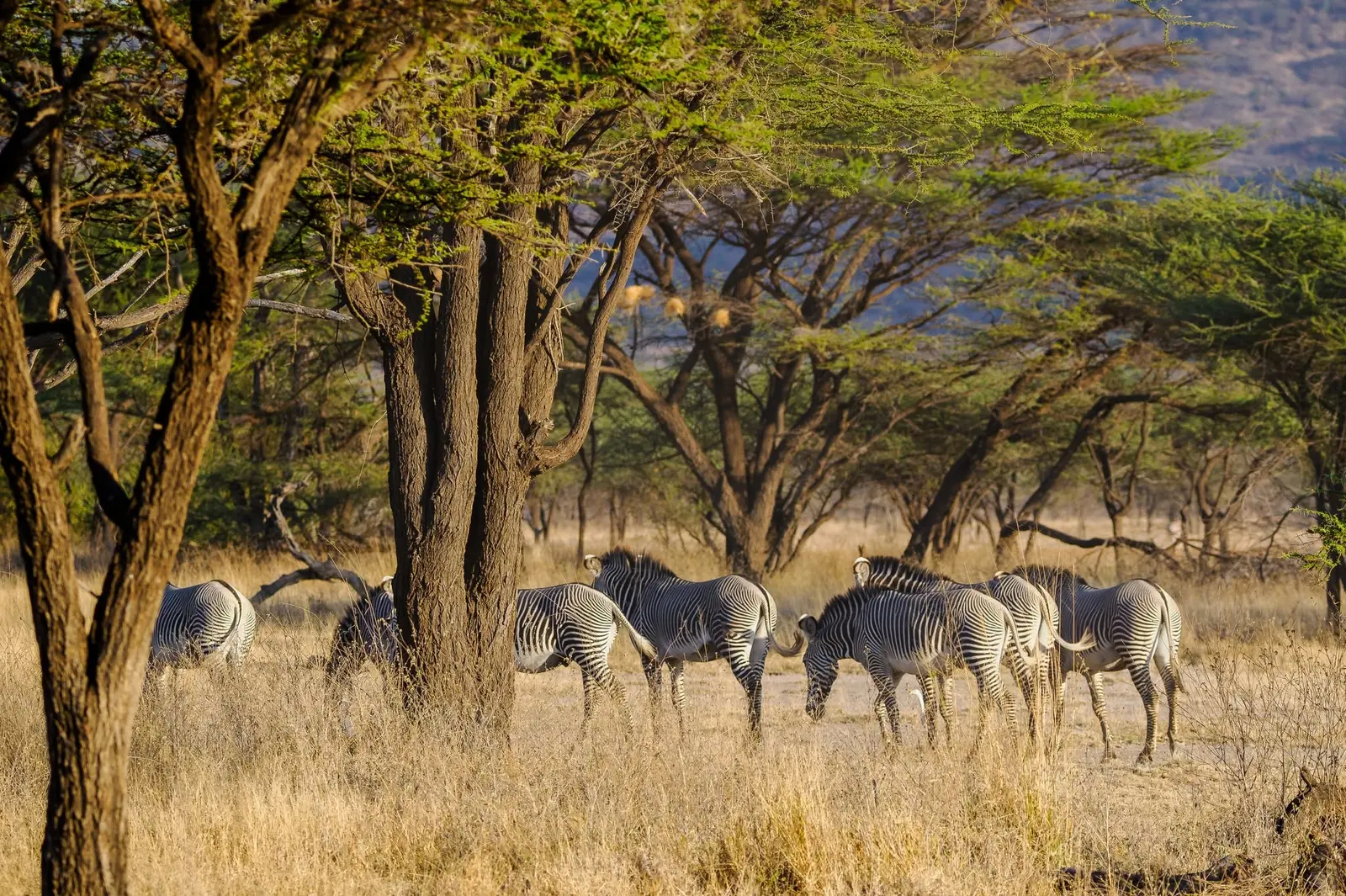 Green season landscape with lions resting near a fallen tree and elephants in the distance