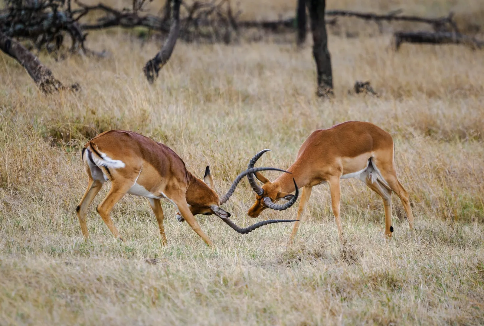 Two male impala locking horns in dry grassland