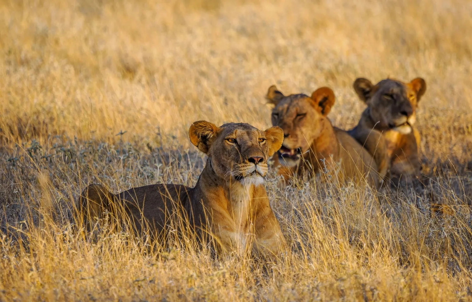 Three lionesses resting in tall golden grass in late light