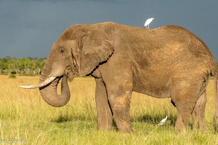 Large elephant with a cattle egret standing on its back