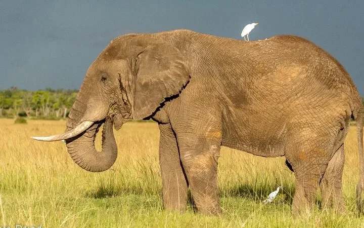 Large elephant with a cattle egret on its back in Tsavo