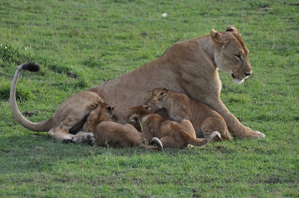 Lioness lying with her cubs on green grass in the Maasai Mara