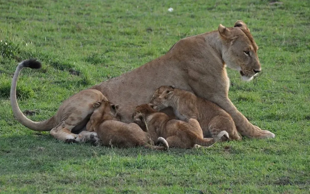 Lioness with her cubs in the Maasai Mara