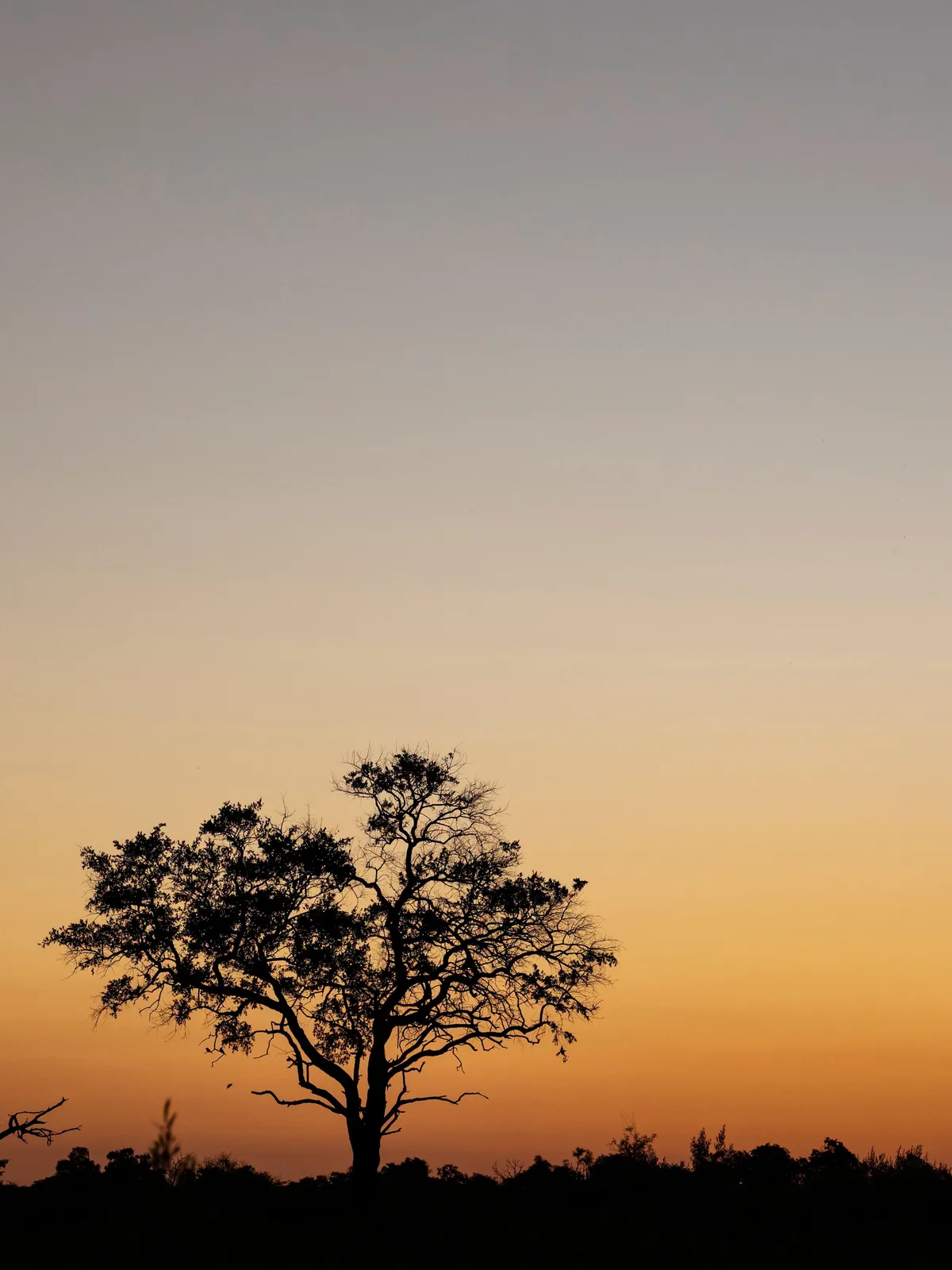 Lone tree silhouetted against an orange sunset sky