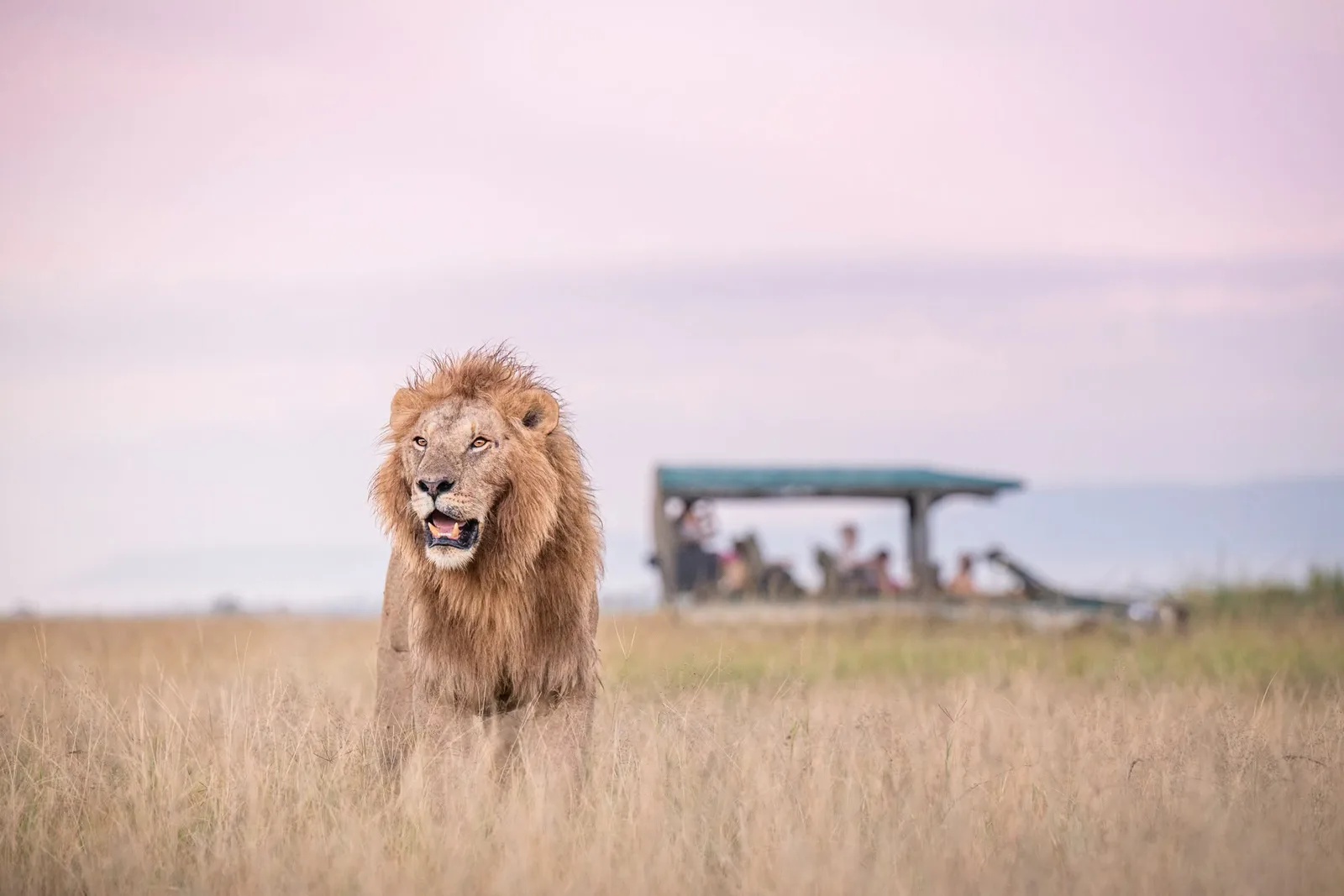 Male lion standing in long grass at dusk in the Maasai Mara