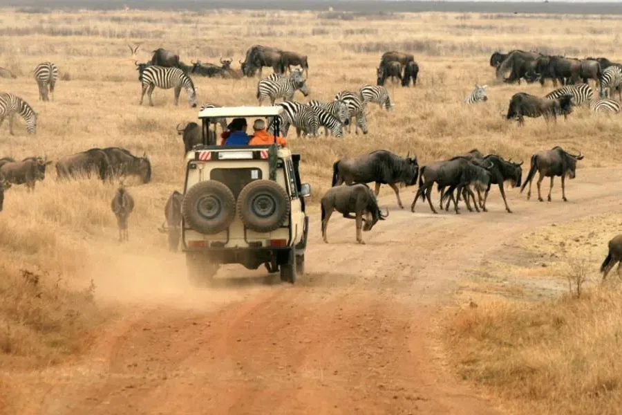 Safari vehicle driving alongside a dense herd of wildebeest and zebra raising dust