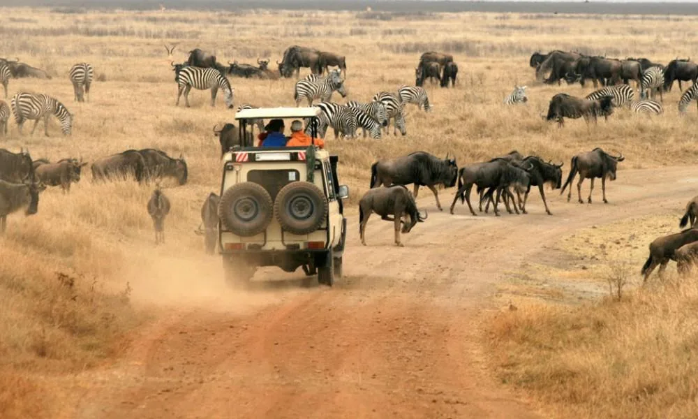 Safari vehicle driving through dust alongside a dense herd of wildebeest and zebra