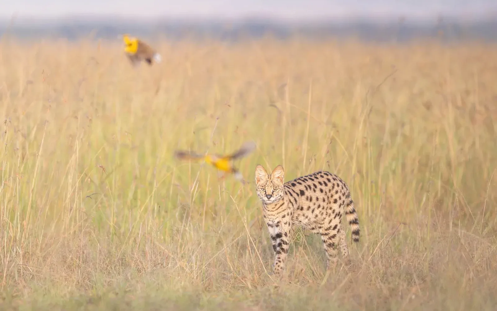 Serval cat standing alert in long grass