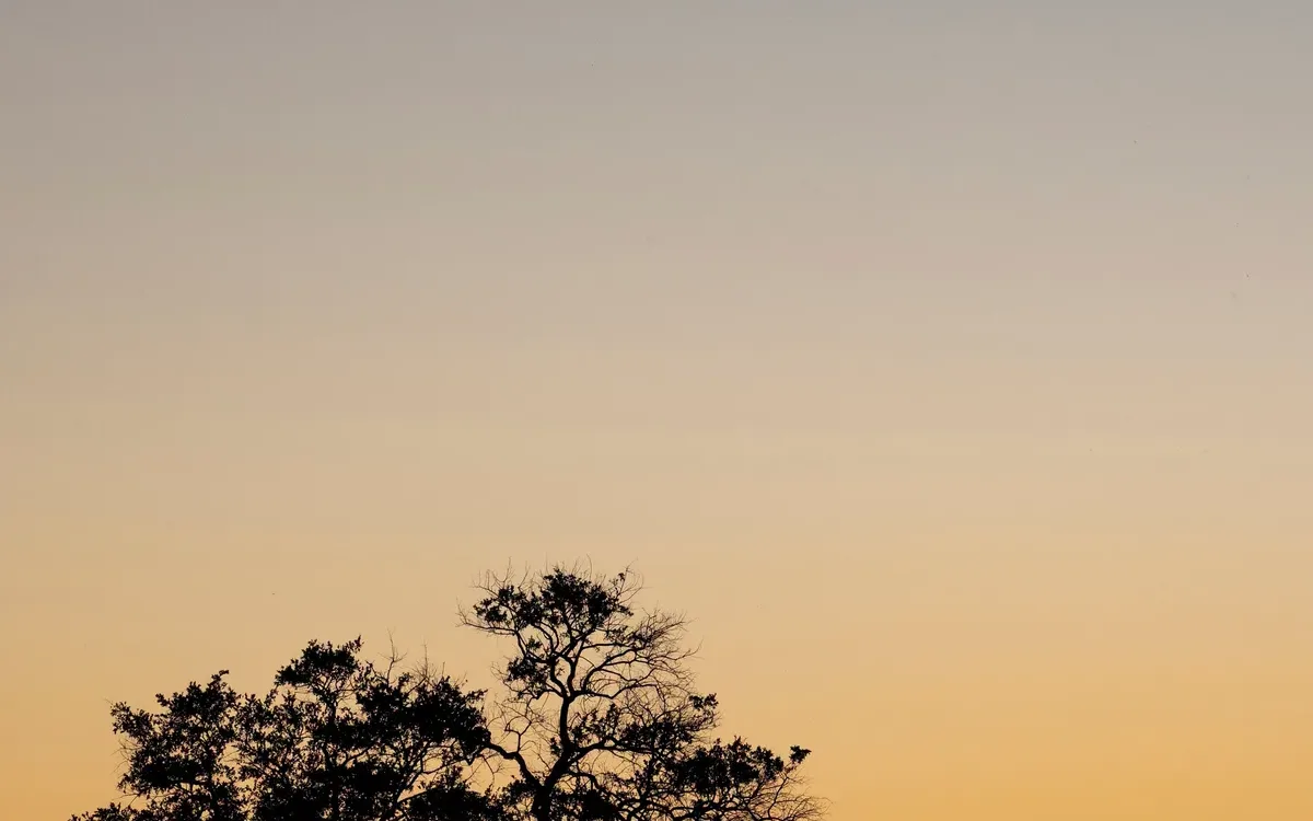 Silhouetted tree against an orange evening sky