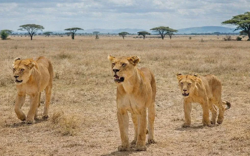 Three lions walking together across the open short grass plains of the Serengeti