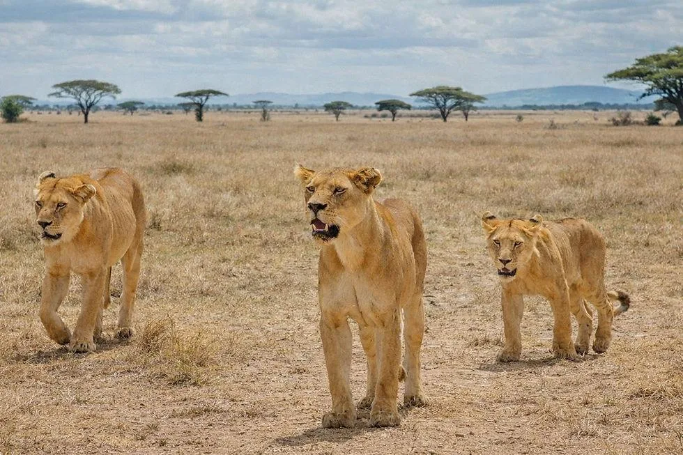 Three lions walking together across the open short grass plains of the Serengeti