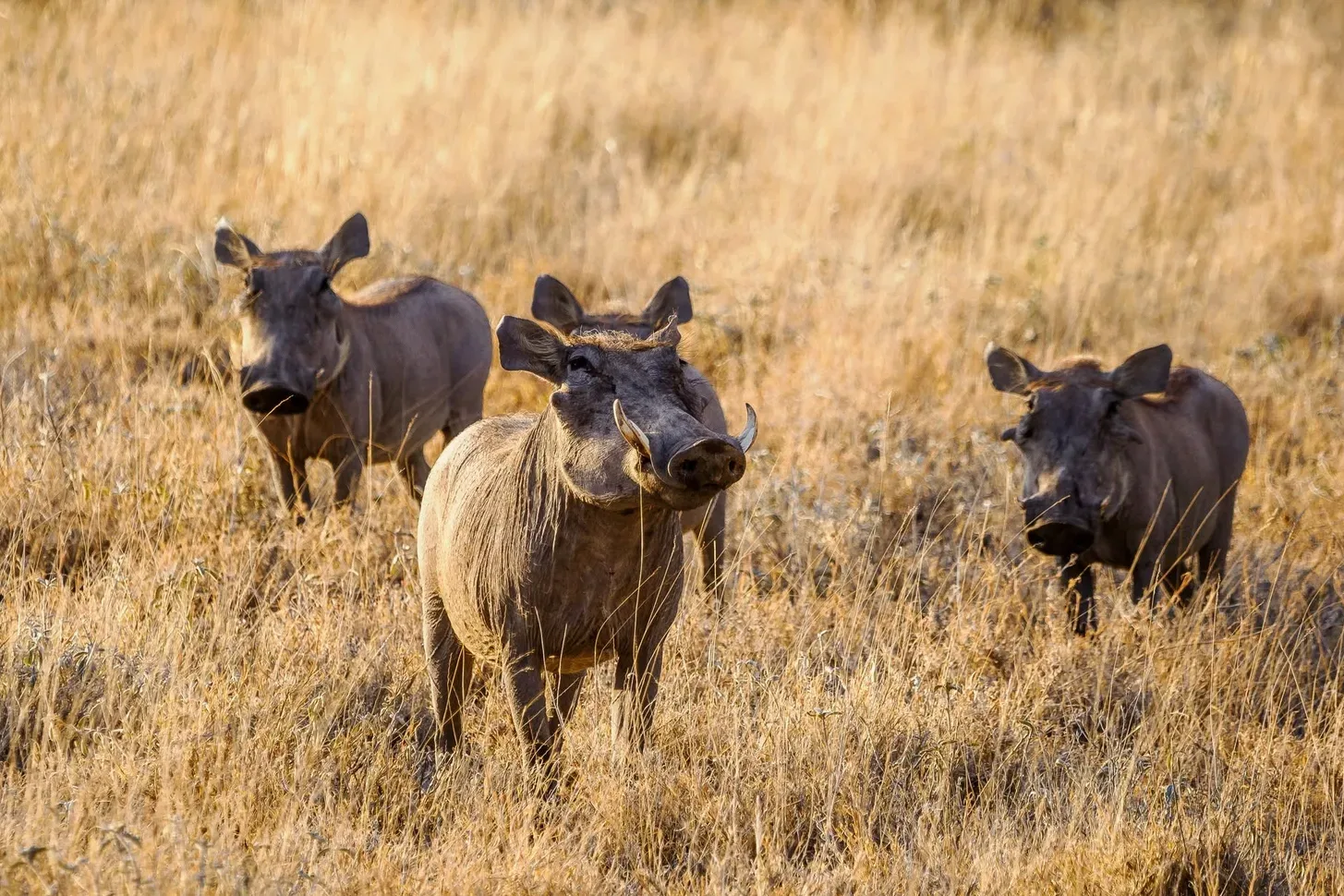 Three warthogs standing in golden grass looking towards the camera