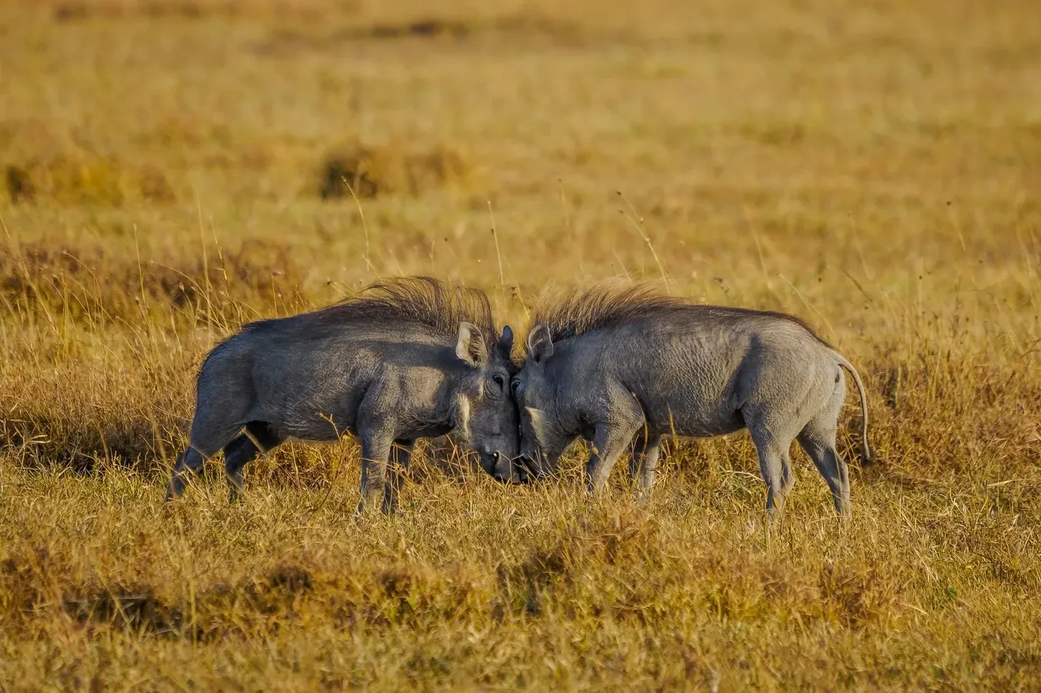 Two warthogs grazing in golden grassland beside a Rift Valley lake