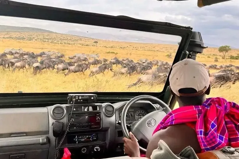 Uthando Safaris driver guide at the wheel of a safari vehicle watching wildebeest herds