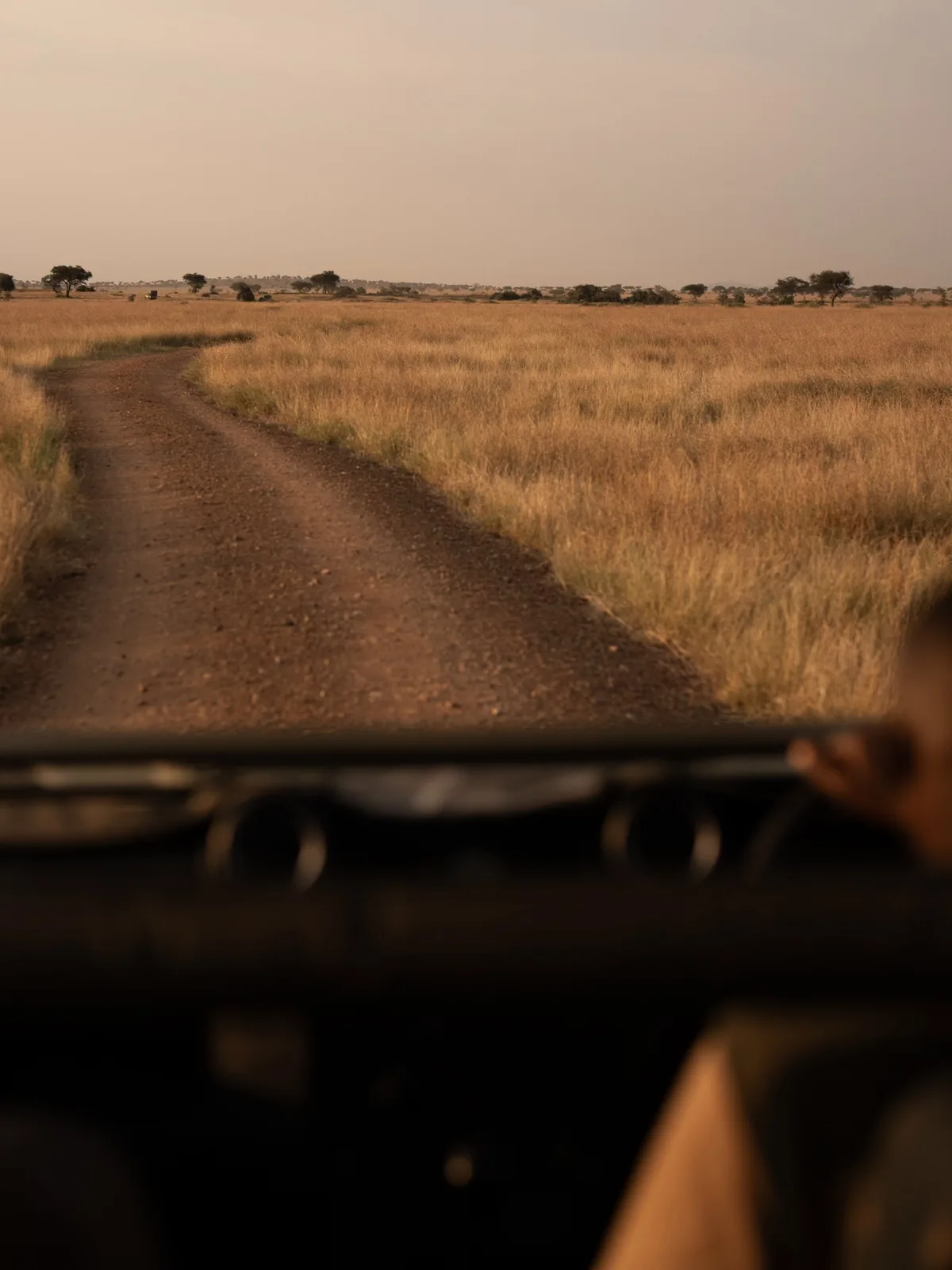 View of a dirt track through golden Serengeti grass from inside a safari vehicle