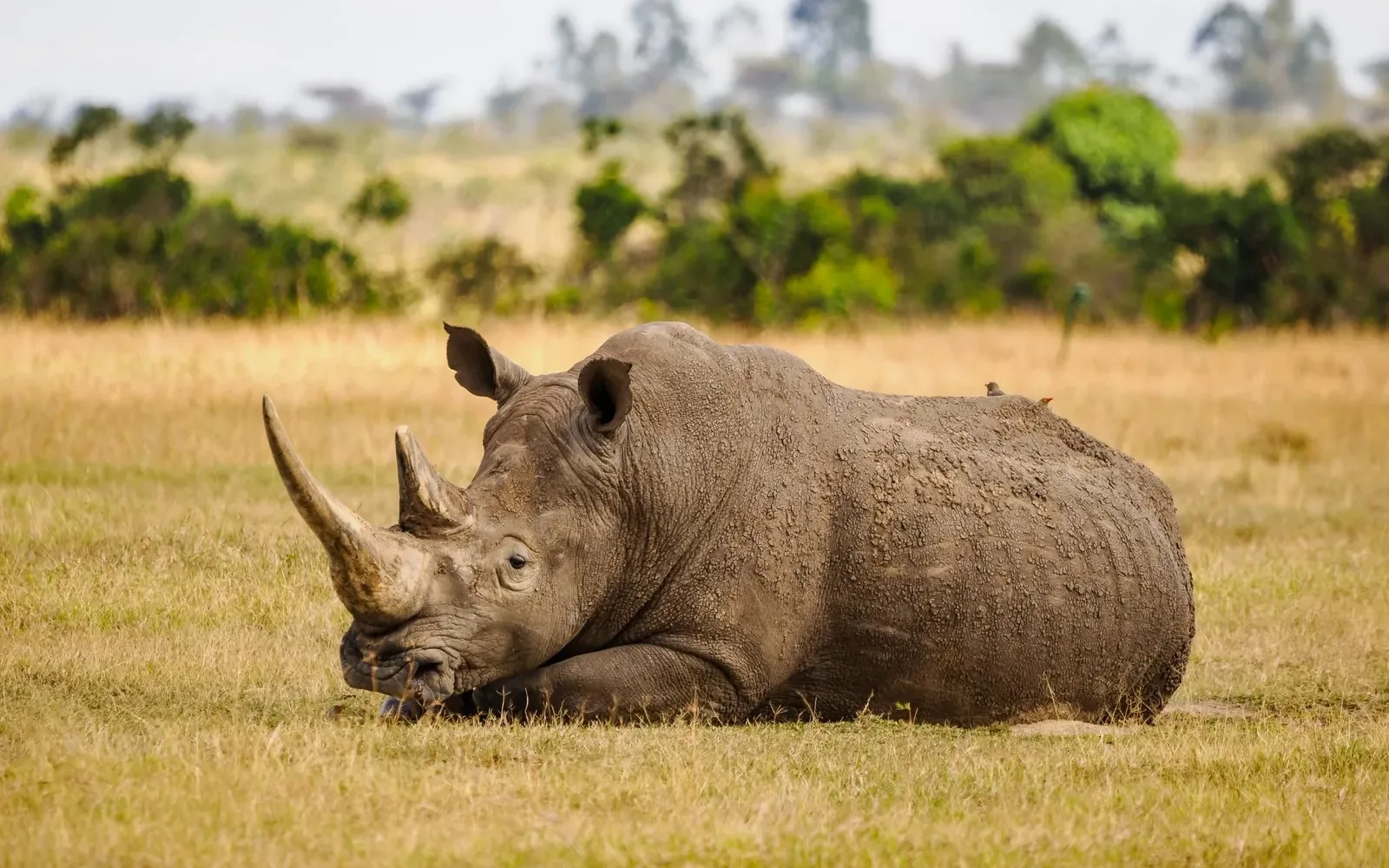 White rhino lying in grassland at Lake Nakuru