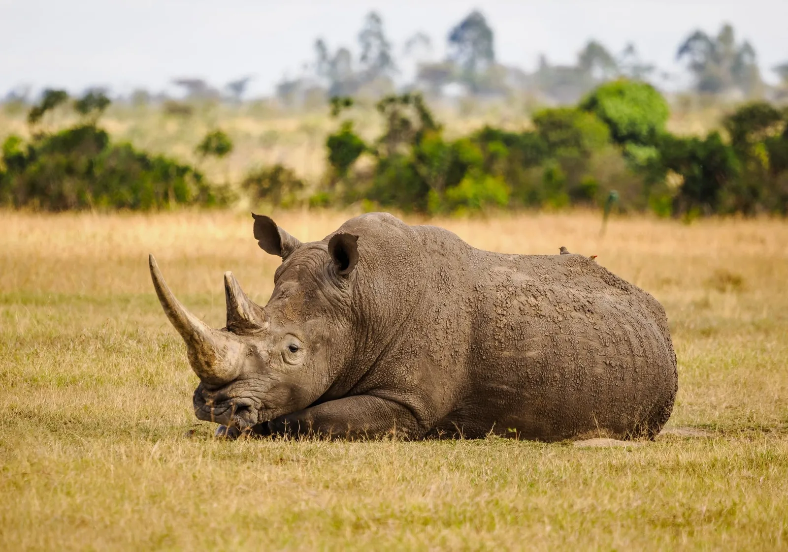 White rhino lying in grassland at Lake Nakuru