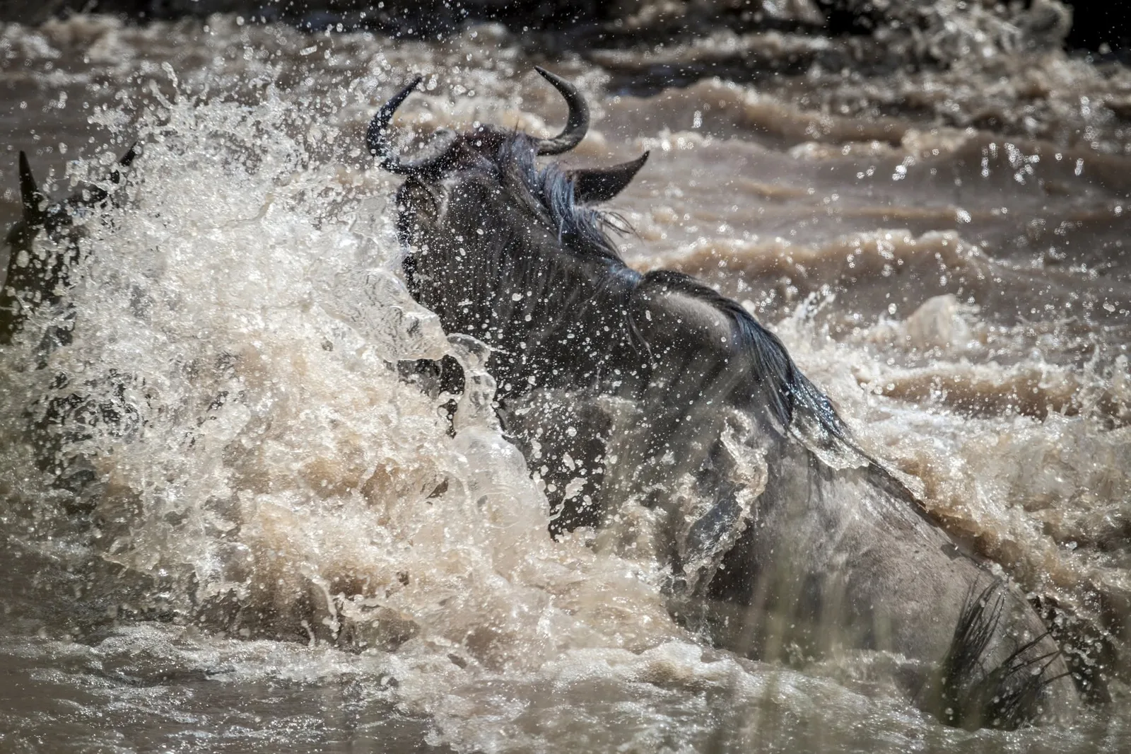Wildebeest crossing a river in a burst of spray during the Great Migration
