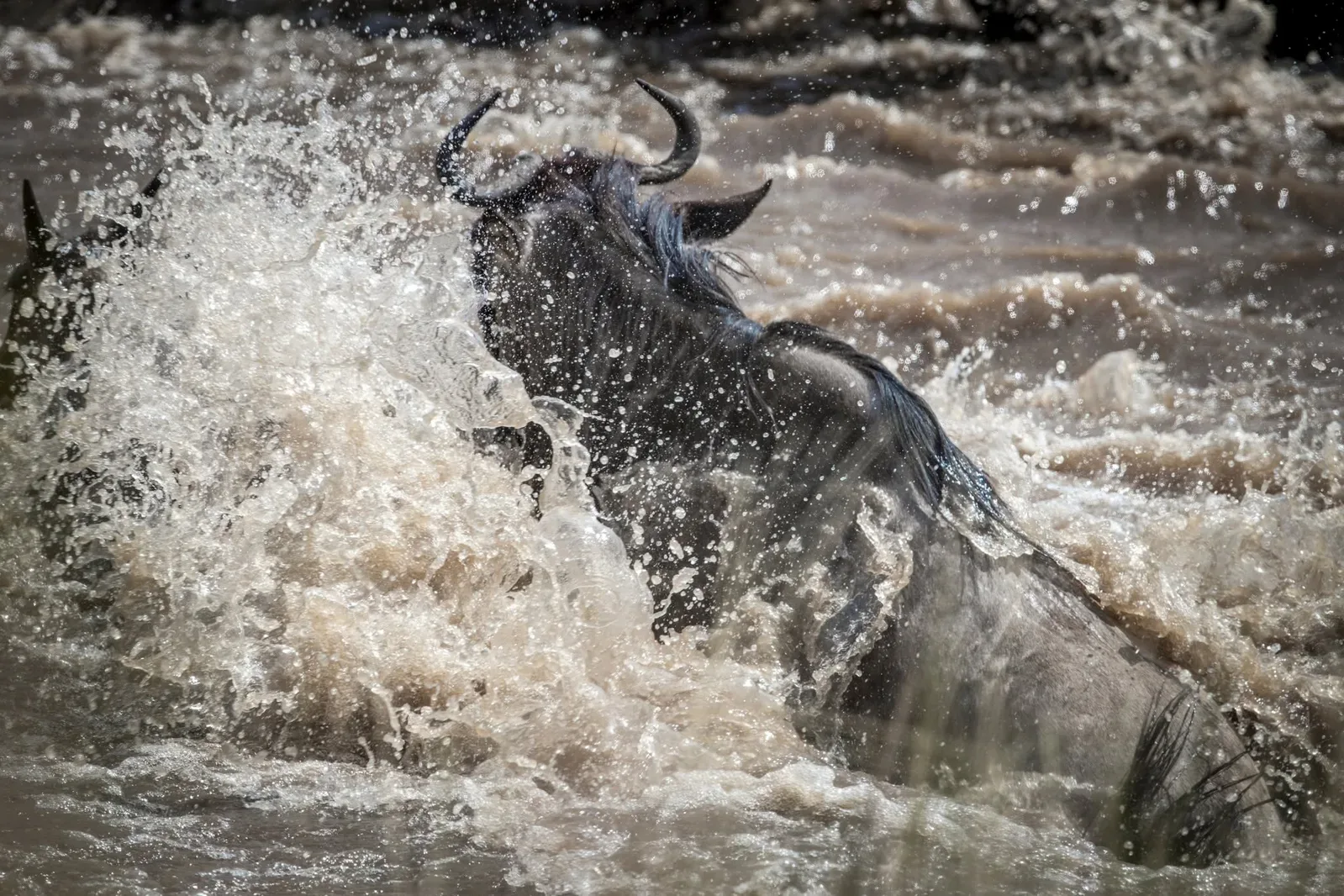 Wildebeest surging through the Mara River during the Great Migration