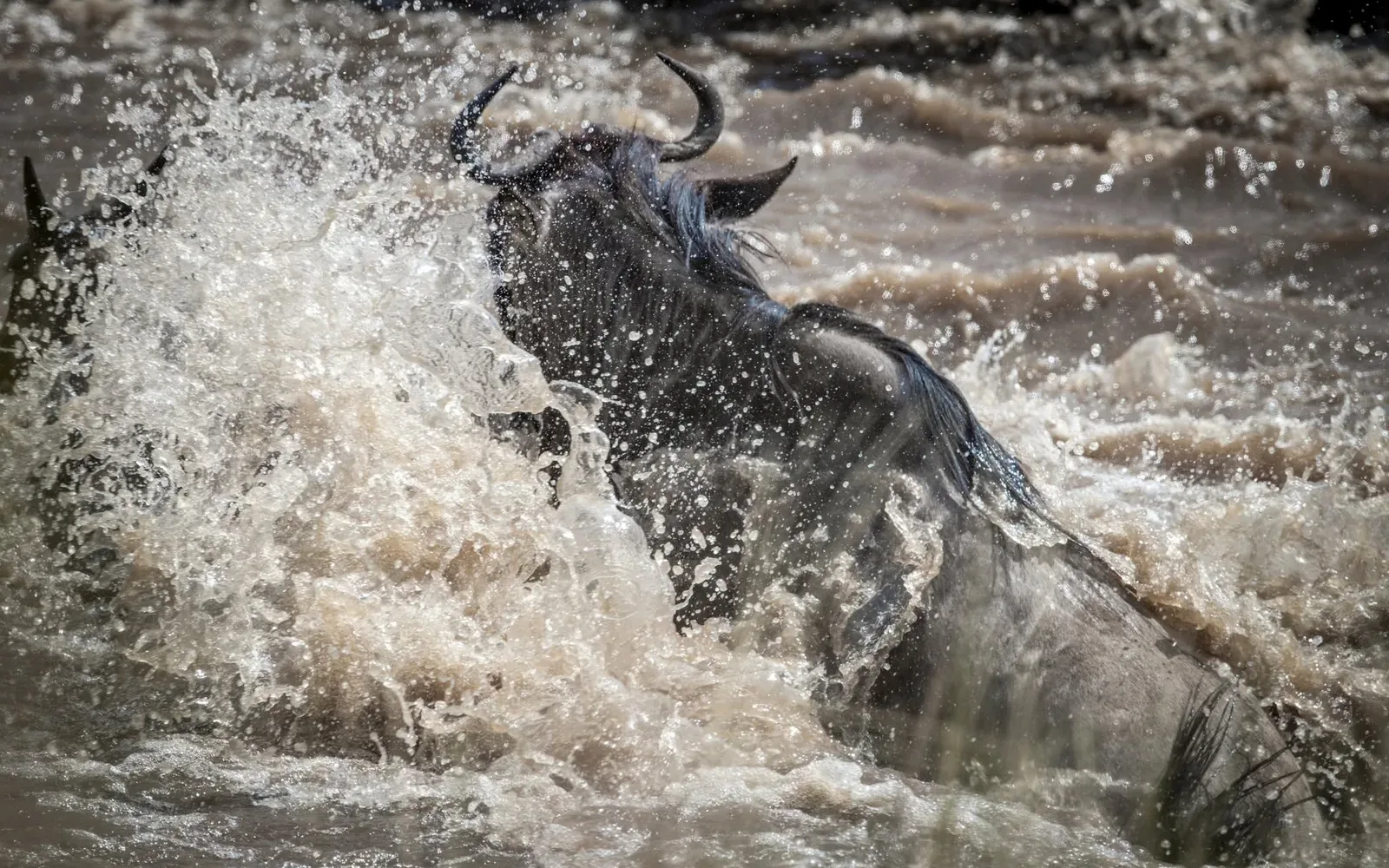 Wildebeest surging through the Mara River during the Great Migration